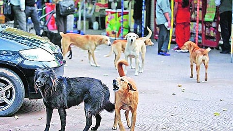 भटक्या कुत्र्यांचा उच्छाद, 972 जणांना चावा