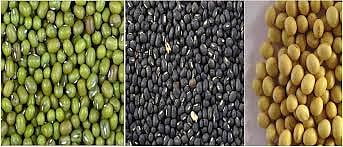 Naphed Extend Moong, Udit, Soyabean Buying  deadline