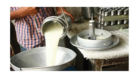 The dairy has an arbitrary role in sangli savlaj marathi news