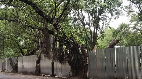 yerawda cutting of tress