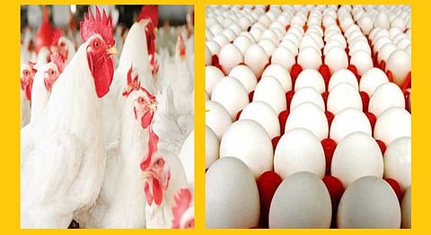 Akola News: Good days for egg and chicken business, farmers joint business started flourishing