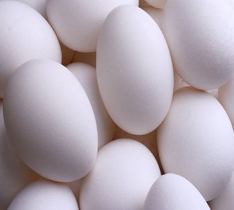  There is no bird flu in Kolhapur district; Eat chicken, eggs!