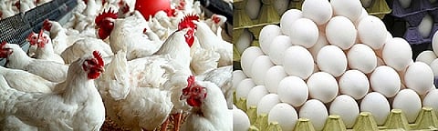  Poultry business in danger in this taluka