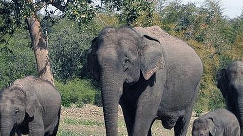 Elephant 