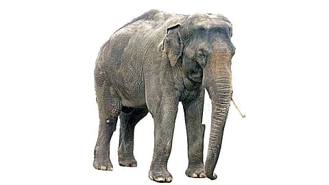  How long did the elephant have to endure?