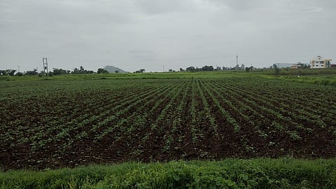 farm.jpg
