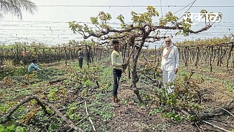  farmer cut down two acres of vineyards Nashik Marathi News