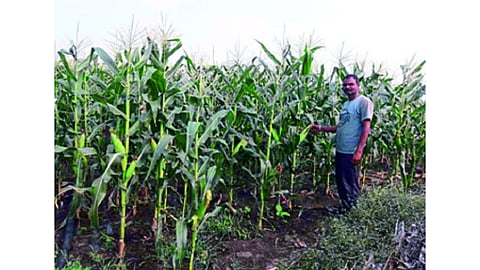 farmer with sweetcorn.png