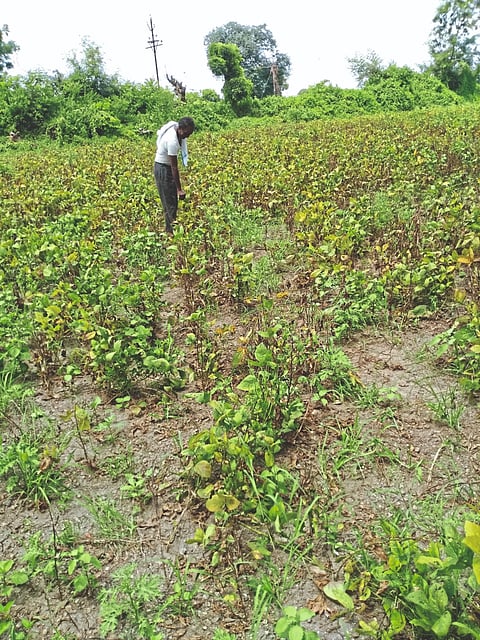 Huge losses to farmers due to heavy rains