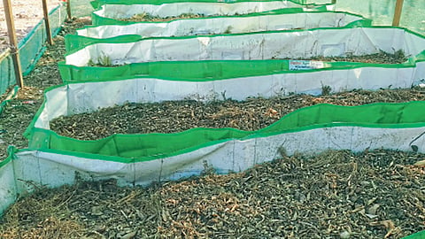 शिराळ्यामध्ये ओल्या कचऱ्यापासून खतनिर्मिती