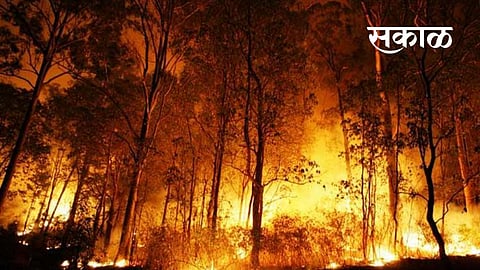 how to escape forest from fire nagpur news
