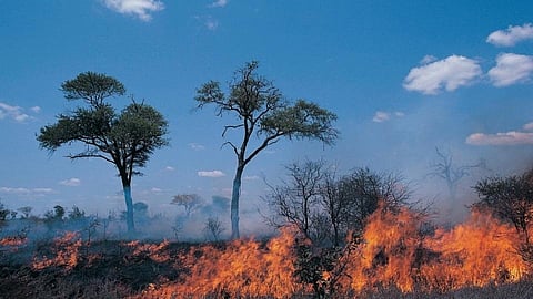 fire in forest nature beauty down in shirala kolhapur