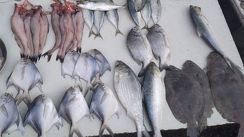 fishing production decreases in this year rupees seven and half thousand ten in ratnagiri