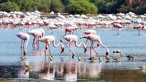 flamingo
