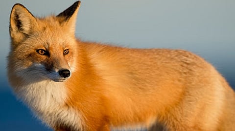 Fox dies on highway at Kadepur sangli Kadegaon-Palus Forest department kolhapur 