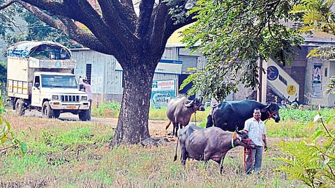 Thirty-Three Weeks Later The Cattle Market Start In Gadhinglaj Kolhapur Marathi News 