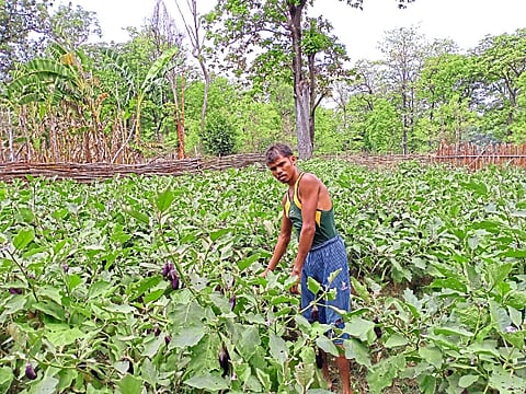 भामरागड: पालेभाज्यांची देखभाल करताना पुलनार येथील ग्रामस्थ. 