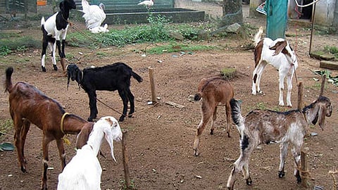 वहागावातून रात्रीत चोरट्यांनी पळवल्या शेळ्या; शेतकऱ्यांत घबराट