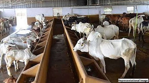 एक अनोखा खटला; हरवलेले बैल सापडले आणि त्याची अटक टळली... 