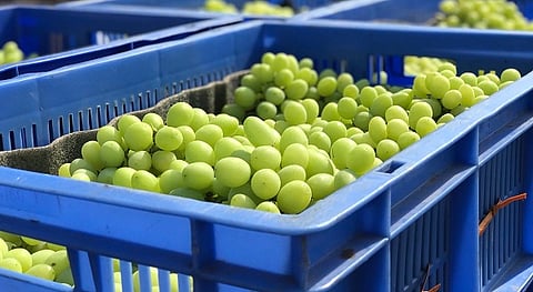 The grape season needs a big lift; Exportable goods to the local market