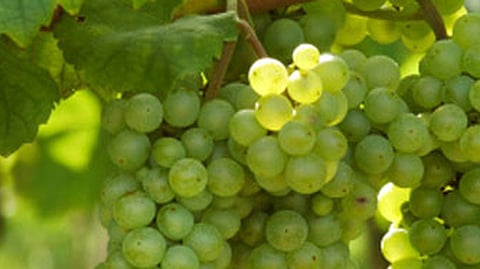 grapes