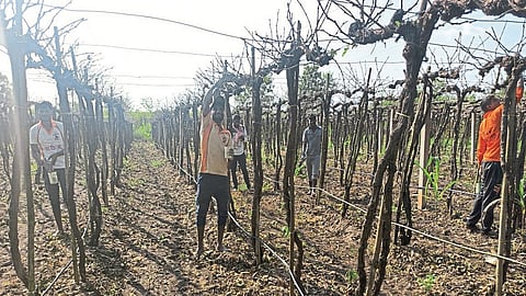 Due to corona, pruning of vineyards in Borgaon started late