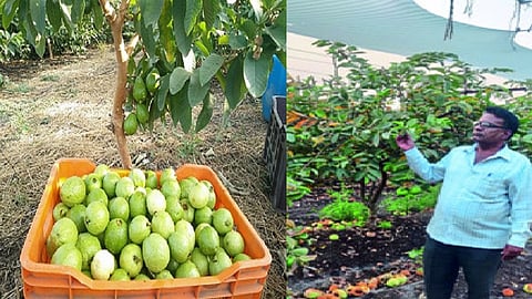 guava-farmers.jpg