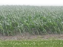 heavy rain.