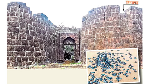 कासवांचं गाव - वेळास