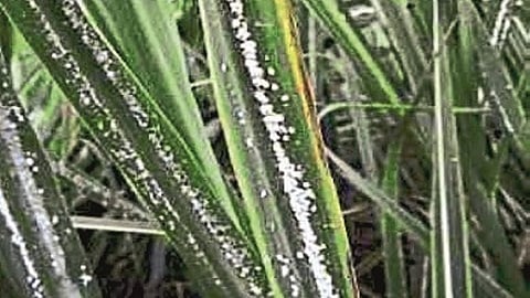 Rain &  Insects  will hit the sugarcane production in the Valava Taluka