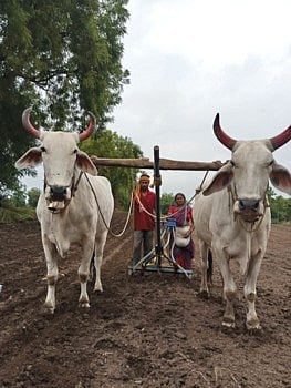 मध्यम पावसामुळे पिकांना जीवदान...जळगाव शहरासह जिल्ह्यात दमदार पावसाची प्रतीक्षा !