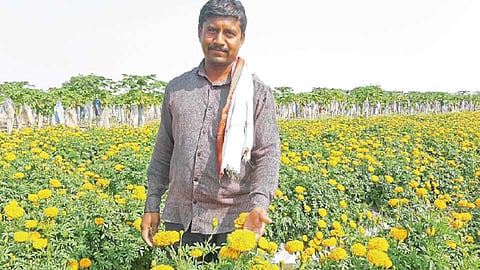 फळे, भाजीपाला, फूल शेतीतून उंचावले अर्थकारण