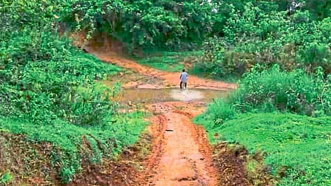 two hyenas found dead in wadasa of gadchiroli