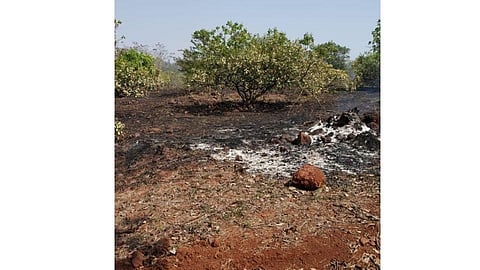 fire in cashew farming four farmers velvati ajara in kolhapur