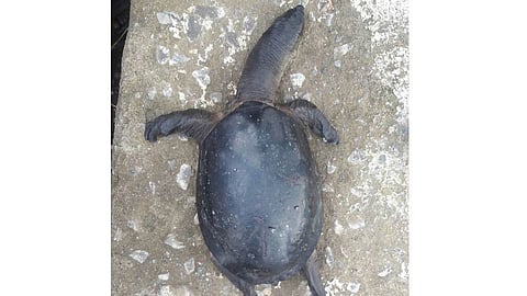 tortoise