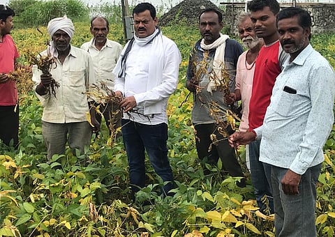 काटोलःशेतातील सोयाबीनची पाहणी करताना संदीप सरोदे. 