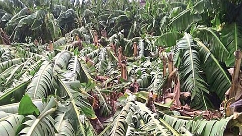 2200 hectares of bananas destroyed in raver due to hurricane 