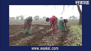 akola Where did the urea go from the market ?, a new crisis for farmers in the Ain season