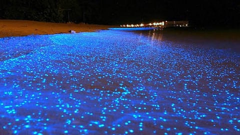 Maharashtra Glistening blue tide along Mumbai and ratnagiri  coasts