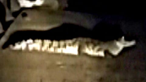 kolhapur let night crocodile found in rajaram dam  Citizens are urged to be careful