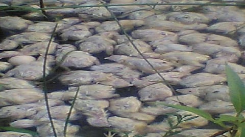  Dead chickens found in the river in nandgaon kokan marathi news
