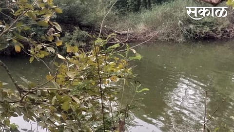 Crocodile In Tamraparni River Kolhapur Marathi News