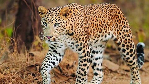 leopard.jpeg