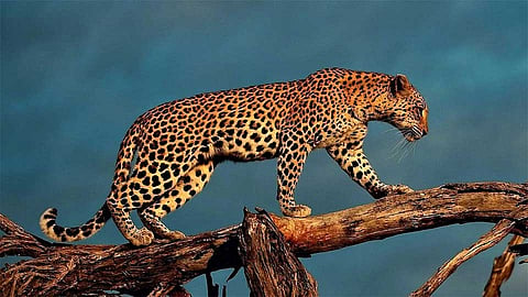 Leopard Seen In Pawas Region In Night Ratnagiri Marathi News