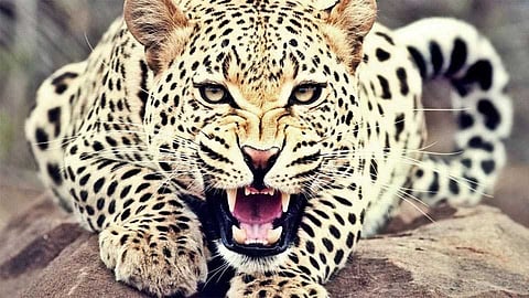 leopard captured in kalwadi nashik marathi news