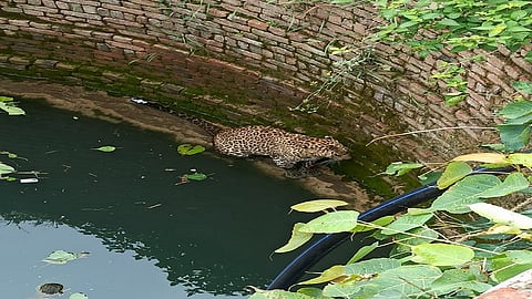 leopard peth.jpeg