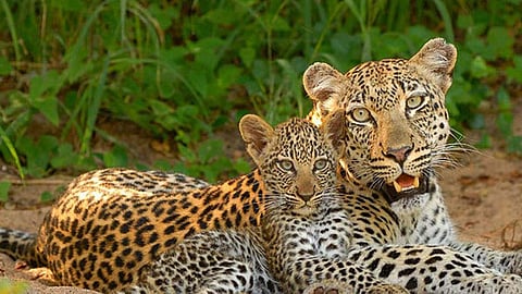 As many as 1700 leopard in the state
