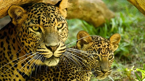 leopard