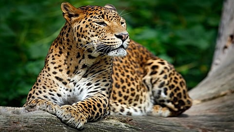 In Sagaroba Ghat, a leopard came in front of a young man's two-wheeler; Motorists saved life