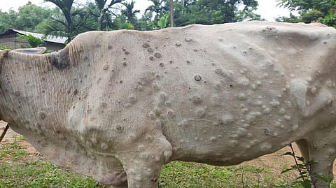  lumpy disease News
